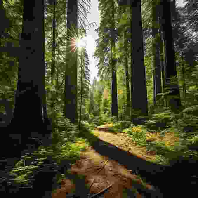 A Backpacker Hikes Along A Tranquil Forest Trail Surrounded By Towering Trees And Dappled Sunlight The Mountains Of California John Muir