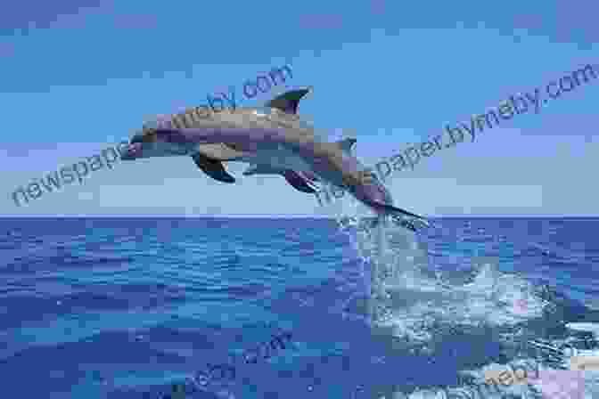 A Beautiful Photograph Of A Dolphin Leaping Out Of The Deep Blue Sea Blue: In Search Of Nature S Rarest Color