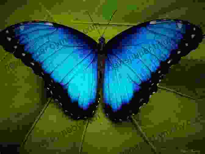 A Close Up Of A Morpho Butterfly With Stunning Iridescent Blue Wings Blue: In Search Of Nature S Rarest Color