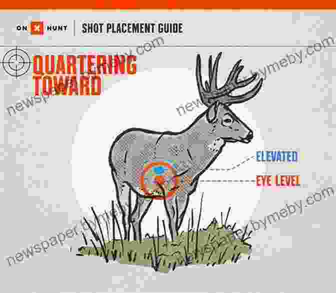 A Diagram Illustrating The Vital Organs Of A Deer, Highlighting The Ideal Shot Placement Areas. The Ultimate Guide To Crossbow Hunting: How To Successfully Bowhunt Big And Small Game Across North America