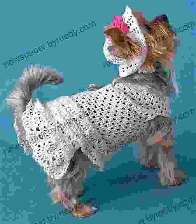 A Dog Wearing A Crochet Dress Jumper Crochet Pattern CP66 Dog Dress Jumper UK Terminology