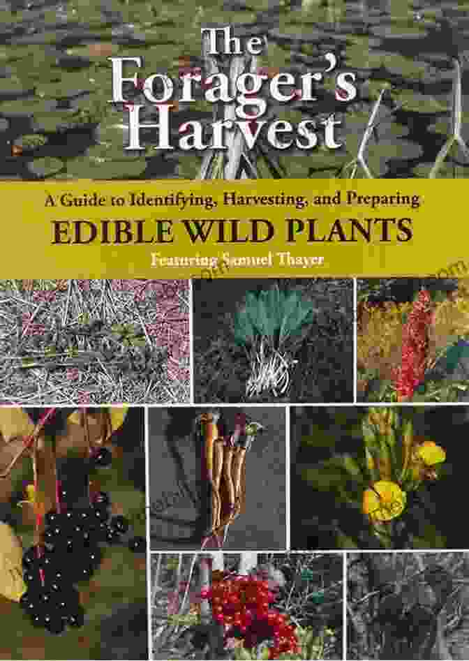 A Forager Carefully Harvesting Wild Plants While Respecting Their Environment A Forager S Life: Reflections On Mother Nature And My 70+ Years Of Digging Picking Gathering Fixing And Feasting On Wild Edible Foods