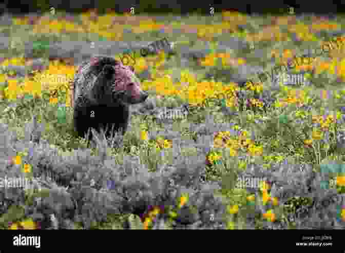 A Grizzly Bear Standing In A Field Of Wildflowers Bears: The Mighty Grizzlies Of The West