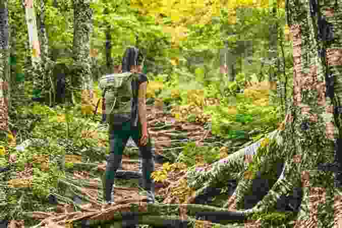 A Hiker Walking Through A Forest On A Sunny Day A Thousand Mile Walk To The Gulf