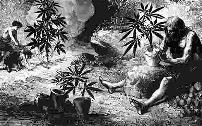 A Historical Image Of Cannabis Cultivation The High Road: A Journey To The New Frontier Of Cannabis