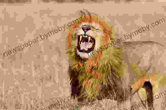 A Majestic Male Lion Roars Into The African Savanna National Geographic Readers: Lions Joanne Mattern