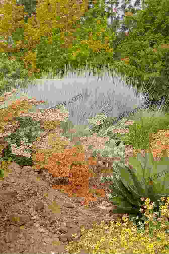 Arid Landscape With Vibrant Plants The Bold Dry Garden: Lessons From The Ruth Bancroft Garden