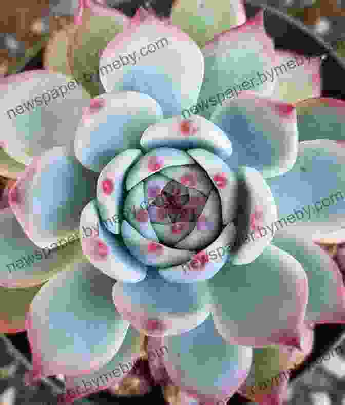 Close Up Of Vibrant Echeveria Succulent The Bold Dry Garden: Lessons From The Ruth Bancroft Garden