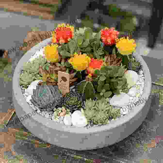 Close Up Of Vibrant Succulents And Cacti The Bold Dry Garden: Lessons From The Ruth Bancroft Garden