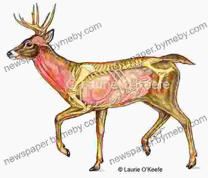 Detailed Diagram Of A Deer's Anatomy An Antler Geek S Manifesto: The Foundational Principles Of A DIY Deer Hunter