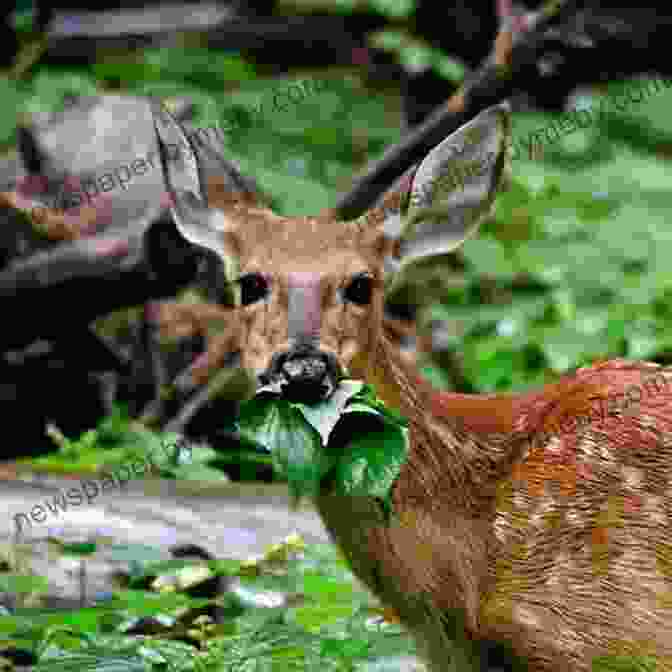 Image Of A Deer Browsing In The Forest An Antler Geek S Manifesto: The Foundational Principles Of A DIY Deer Hunter