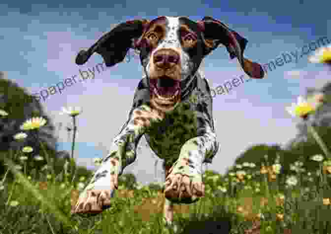 Kedge Running Through A Field, His Tongue Lolling Happily. A Dog S Story (A Short Tale Of Kedge)