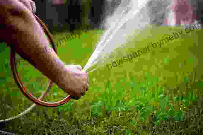 Person Watering Dry Garden Using Soaker Hose The Bold Dry Garden: Lessons From The Ruth Bancroft Garden