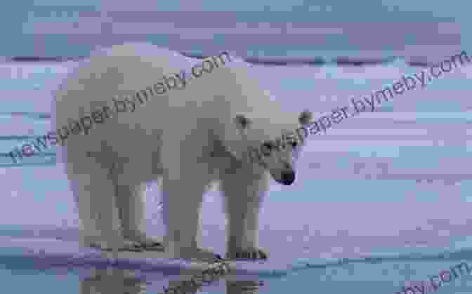 Polar Bear Resting On Ice Floe. Photographed By John Muir The Cruise Of The Corwin: Journal Of The Arctic Expedition Of 1881 In Search Of De Long And The Jeannette