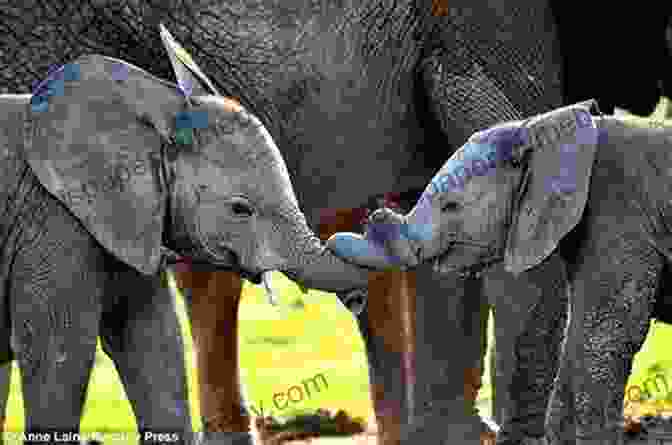 Two Elephants Entwined Trunks, A Symbol Of Their Deep Friendship True Animal Friendship : Animal Kingdom