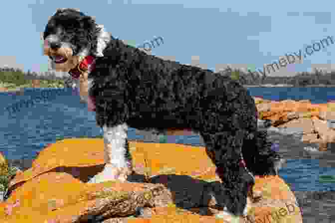 Winston The Portuguese Water Dog Winston The Water Dog: Portuguese Water Dog Tales