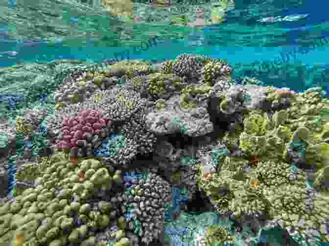 Witness The Vibrant Colors And Intricate Beauty Of Coral Reefs In Sharm El Sheikh. Lost Wife Saw Barracuda: True Stories From A Sharm El Sheikh Scuba Diving Instructor